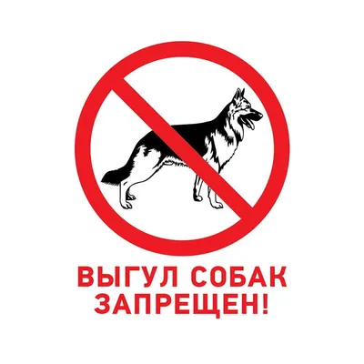 В сыктывкарской Орбите появится площадка для дрессировки и выгула собак |  Комиинформ