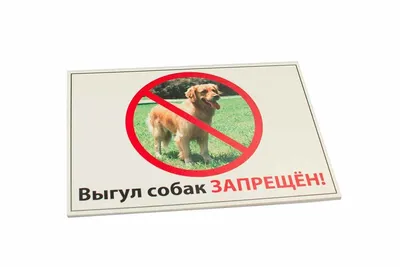 Прогулка с собакой-не спускать с поводка или дать свободу? | Человек собаке  друг | Дзен