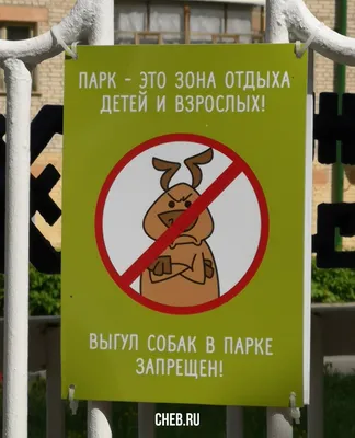 Услуга выгула собак — подработка и удовольствие - Новости Николаева cегодня