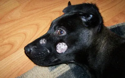 Выпадение шерсти у собак фото фотографии