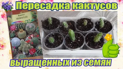 Выращивание суккулентов из семян: Пошаговая инструкция | Кактусач | Дзен