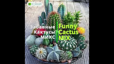 Кактусовые — Википедия