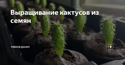 Trichocereus candicans | Семена Кактусов | GanjaSeeds Россия