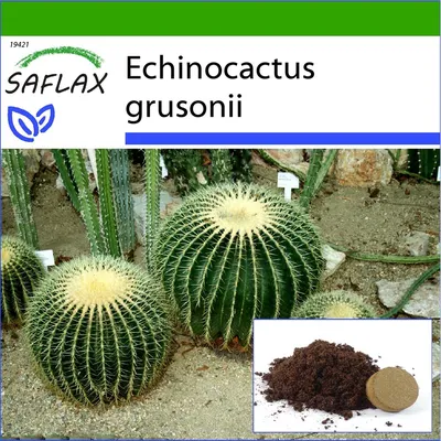 Echinocactus Grusonii купить в Украине по низкой цене в интернет-магазине  GanjaLiveSeeds