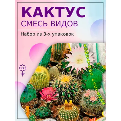 Купить SAFLAX - Бочковой кактус / Место для тещи - 40 семян - С субстратом  для горшков для лучшего выращивания - Echinocactus grusonii | Joom