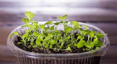 Выращивание петунии из семян часть8 - YouTube