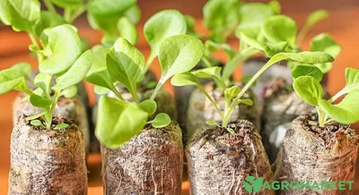 Агротехника выращивания петуний и сурфиний: обеспечиваем пышное цветение