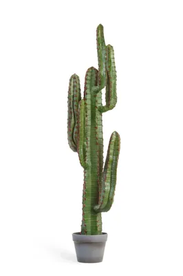 длинные и высокие волосатые кактусы крупным планом Стоковое Фото -  изображение насчитывающей кактус, природа: 221621680