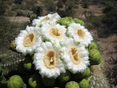 Кактус Цереус Мексиканский искусственный купить Искусственные цветы  недорого доставка по Москве бесплатно