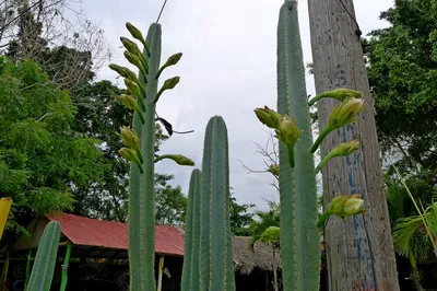 Анна в Доминикане: Цветущий кактус