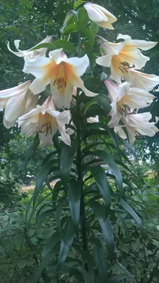 лилия трубчатая высокая ароматная 45.00грн - Купить лилия на Ботанике