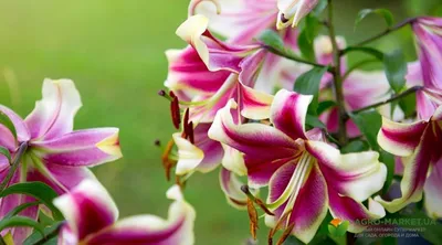 Лилии / Lílium - «Восторг и восхищение! Прекраснейшие цветы. Моя обширная  коллекция, разнообразные сорта и виды лилий. Посадка и уход за лилиями.» |  отзывы