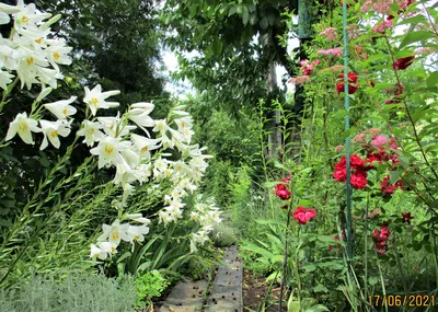 Цветение лилий в моём саду. | МОЙ САД У ДОМА | Дзен