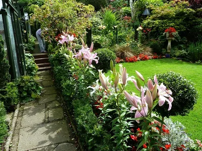 красивая цветущая сортовая высокая лилия в пригородном саду. Стоковое  Изображение - изображение насчитывающей естественно, цвести: 234125869