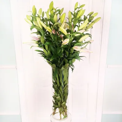 Лилия \"Easy Vanilla\" (Изи Ванилла) - Саженцы лилий - купить недорого лилии  в Москве в интернет-магазине Сад вашей мечты