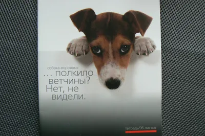 Собаки инсценируют собственную смерть: смотреть видео