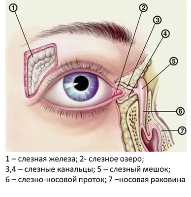 Закупорка слезного канала у новорожденных — массаж и лечение