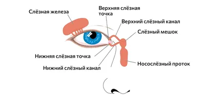 Заболевания слезных органов. Диагностика и лечение