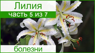 Лилии Ridero 38134912 купить за 113 600 сум в интернет-магазине Wildberries