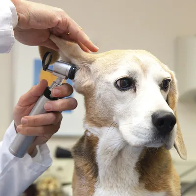 Дерматит у собак - Ветеринарная клиника TerraVet