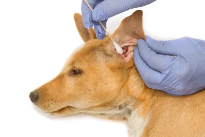 Заболевание ушей у собак фото фотографии