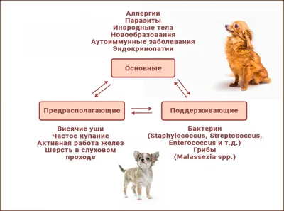 Отит у собаки: симптомы и лечение - Ветеринарные клиники СитиВет