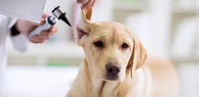 Почему собака трясет головой и чешет ухо? Признаки отита у собаки