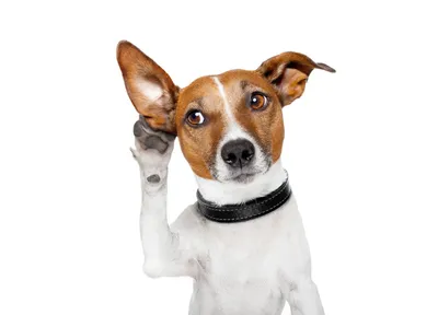Горячие уши у собаки: почему, что это значит и что делать?