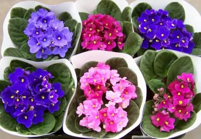 Купить Фиалка фиолетовая | Фиалки и стрептокарпусы | Красиво-цветущие |  Горшечные цветы и растения | Интернет-магазин орхидей и декоративных цветов  в Москве. У нас вы можете купить орхидеи с доставкой.