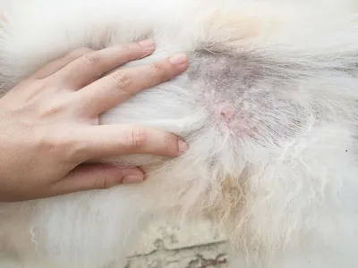 Заболевания кожи у собак фотографии