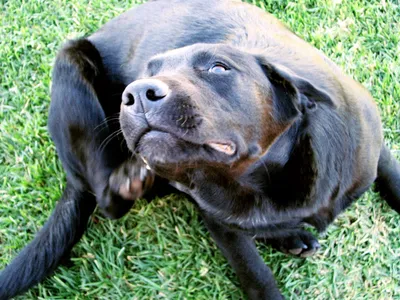 Кожные болезни собак и ветеринарная дерматология