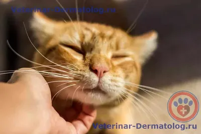 Заболевания кожи у кошек - Ветеринар-Дерматолог