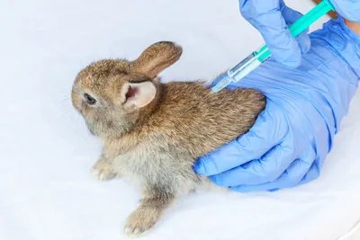 Анестезия кролику | Сеть ветеринарных клиник «Ветус»