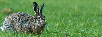 Инфекционные заболевания грызунов и кроликов - Публикации Экохимтех