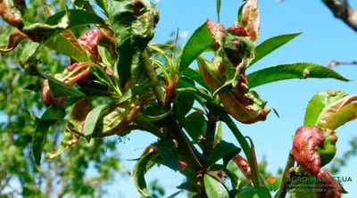 Листья персика с лист завивают заболевание Deformans Taphrina Стоковое  Изображение - изображение насчитывающей гофрируйте, природа: 117992877