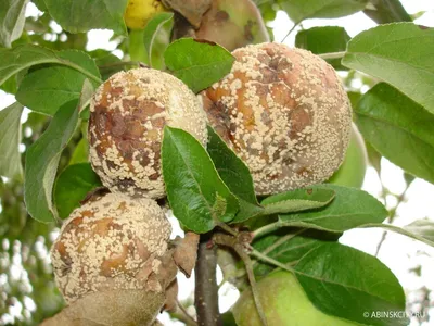 Вирус скручиваемости лист персика Проблема заболевания фруктовых деревьев  Стоковое Фото - изображение насчитывающей природа, персик: 148869666