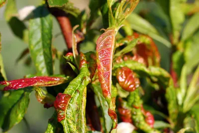 Спасаем персик: 12 основных болезней и вредителей, а также способы борьбы с  ними | AgroMarket интернет магазин семян