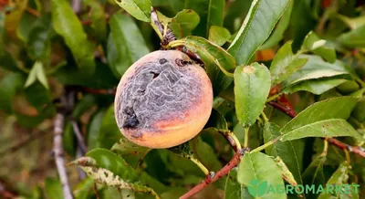 Заболевание плодовых деревьев Курчавость листьев персика - Agromar