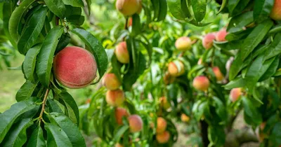 Гнилые и поеденные персики на дереве: что это такое и как с этим бороться?  — полезные статьи