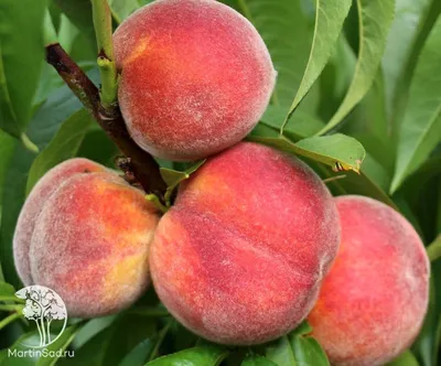 Персик - Persica. Уход и выращивание персикового дерева