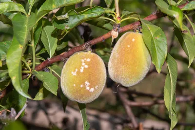 Что за пятна на листьях молодого деревца персика? - ответы экспертов  7dach.ru