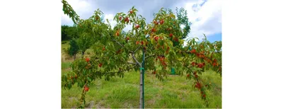 Когда и чем опрыскивать персик от курчавой листвы — Украина