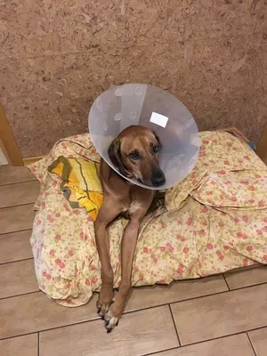 Воспаление слюнной железы у собаки (30 фото)