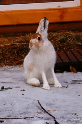 Заяц-русак (Lepus europaeus) — Зоопарк «Лимпопо» г. Нижний Новгород –  Нижегородский зоопарк