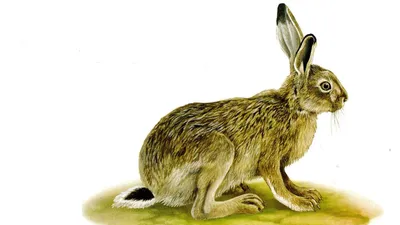 Почему зайцу трудно жить зимой: 10 особенностей из жизни лесного бегуна |  Приключения натуралиста | Дзен