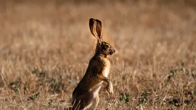 🐇 Охота на зайца (беляка, русака) - способы и сезон открытия - GetHunt