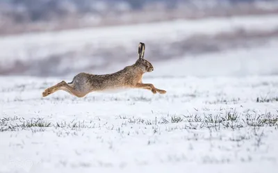 Млекопитающие НСО | Заяц русак – Lepus europaeus