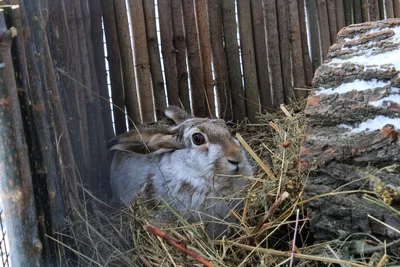 ЗАЯЦ-РУСАК (Lepus europaeus). Энциклопедия дикой природы - YouTube