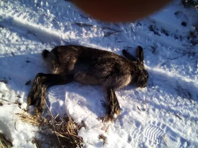 Заяц-русак (Lepus europaeus) — Зоопарк «Лимпопо» г. Нижний Новгород –  Нижегородский зоопарк