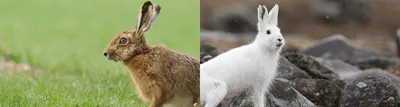 Заяц-русак — обитает в лесостепных р-нах,